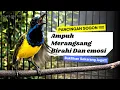 Lagu Suara Pancingan Sogon Ampuh | Emosi Naik Seketika #pancingansogon #sogongacor #sogon