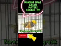 Download Lagu MANYAR EMAS,GACOR,MATERI KENARI....!!!!#kurniawankicaugresik#yearofyou#shorts