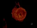 Download Lagu Abertura Mortal Kombat A Aniquilação no SBT (última exibição no canal)