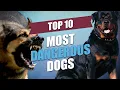 Top 10 Most Dangerous Dogs in the World