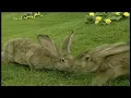 Download Lagu Teletubbies Rabbit Song Scene (60fps)