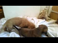 Great Dane saint Bernard mix puppies planning