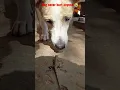 Download Lagu SLANDER - I'm sorry don't leave me (Love Is Gone) | New Cute dog video 😭 #shorts #dog