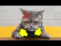 10 Human Habits Cats HATE and Wish You Wouldn t Do