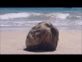 praia de carneiros Playas Top en Brasil