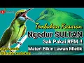 Download Lagu NGEDUR ! MASTERAN FULL ISIAN TEMBAKAN || Materi Kasaran Bikin Lawan Mletik - Masteran Suara Jernih