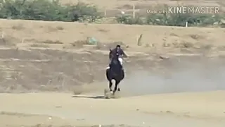 الحصان سنقاري انتاج محلي مع الجوكي والمدرب محمد الترابين دندنها