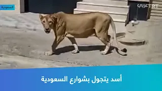 أسد يتجول بشوارع السعودية 