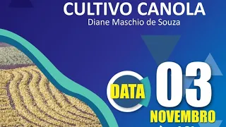 Cultivo de Canola