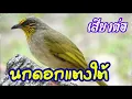 Download Lagu เสียงนกกรงดอกแตง ถิ่นใต้  ใช้ต่อเข้าจริง