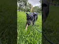 CACC - Charlemagne A317405