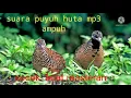 Download Lagu mp3 burung puyuh hutan..#jantandanbetina#