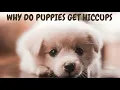 Why Do Puppies Get Hiccups