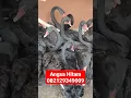 Download Lagu jual angsa hitam / Black swan