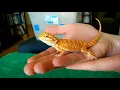Unboxing baby bearded dragon