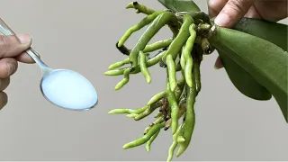 Chỉ một thìa, Cây lan lập tức hồi sinh rễ và mầm rất dễ
