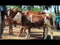 Download Lagu 16 juta !! Ajorr Sepi Pembeli !! Babon Anak Simental Super Bikin Ngiler !! Pasar Sapi Tuban 