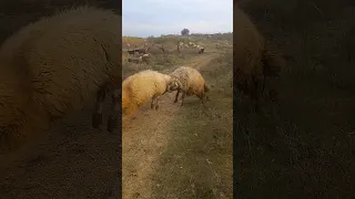 الخرفان مايرحمن بعض مناطحه تكسير روس دندنها