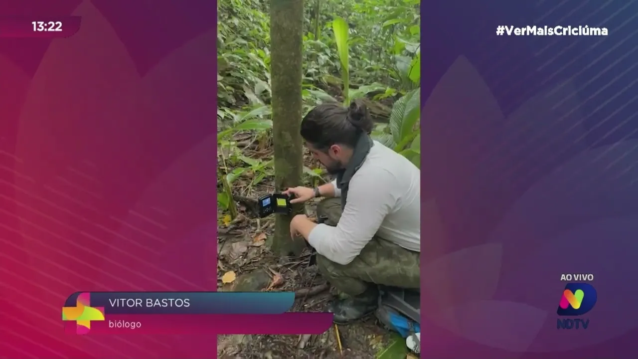 Presença rara: Macacos-Prego são flagrados em Criciúma e impressionam pesquisadores