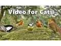 Download Lagu Videos for Cats to Watch - Birds Singing and Bird Sounds Spectacular Download Lagu Videos for Cats to Watch - Birds Singing and Bird Sounds Spectacular