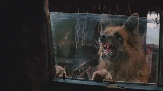 جزيرة بها قطيع كاملة من الكلاب المفترسة والكارثة مجموعة من الشباب ذهبوا في إجازة إلى نفس الجزيرة 