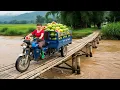 TIMELAPSE -- Harvesting 1000+ Giant Grapefruits | Transport by 3-Wheeled Truck To Market Sell