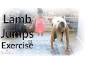 Download Lagu Lamb Jumps Exercise for Kids