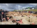 Download Lagu EXPOZIȚIA DE OI DE LA SOPORUL DE CÂMPIE, JUDEȚUL CLUJ 11.10.2025