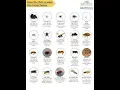 Common Pest Identification Know Your Pests to Control Them