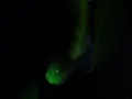 Smoke Cursor Effect using HTML CSS JS