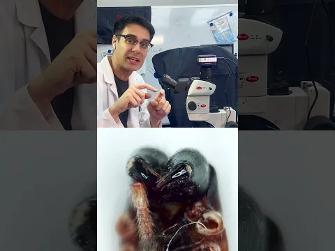 ¿Sabes qué araña es esta (de USA 🇺🇸)? ¿Será una cría de tarántula?