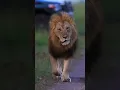 Jab bhi milunga akela hi milunga jhund me rahane ki aadat nahi mujhse #shortvideos #attitude #lion