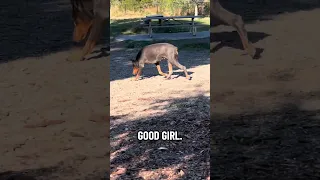 #fyp #dream #doberman #pets #youtube