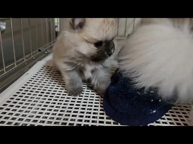 動画