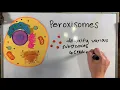 AP Bio Unit 2 Cells Review