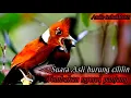Download Lagu Suara asli burung cililin tembakan rapat