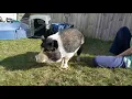 Overgrown pig hooves - Priscilla is rescued SAFE but needs a hoof trim