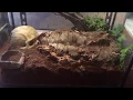 Download Lagu Feeding the  world's largest centipede (scolopendra gigantea white leg)