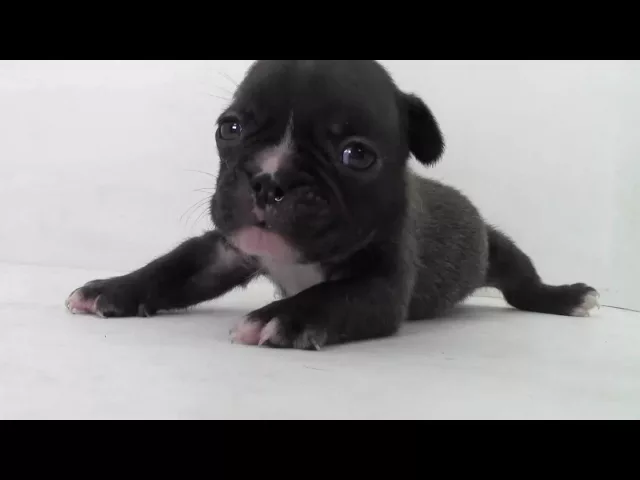 動画