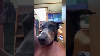 #fyp #dream #doberman #pets #rescue