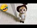 Download Lagu Funniest Cats and Dogs 🐶🐱 | Funny Animal Videos #9