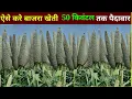 Lagu Bajra ki kheti kaise kare, बाजरा बिजाई विधि 35% ज्यादा उगेगा व निकलेगा , millet farming उन्नत तकनीक
