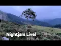 Download Lagu Nightjars Live!
