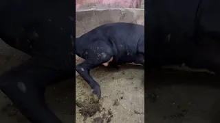 اقوه معلم كيفيه ذبح العجل البقري كيفيه تكتيف علي الارض طريقه نحر اسرع في العمل ربط الرجلين 