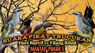 Download Suara Pikat Trucukan | Duet Burcil vs Tilang Ribut Mantap !!! MP3