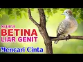 Download Lagu Masteran Suara Perkutut BETINA memanggil jantan buat pancingan
