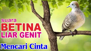 Download Masteran Suara Perkutut BETINA memanggil jantan buat pancingan MP3