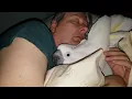 Download Lagu This Cockatoo Won't Go To Bed