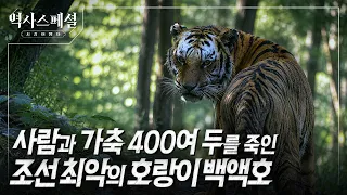 조선을 공포에 빠뜨린 백액호, 한 달간의 토벌에도 포획 기록은 없었다? | 역사스페셜 시간여행자 "호랑이를 잡아라! 조선 특수부대 착호갑사" (KBS_2026.08.30 방송)