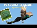 Myth Can Peacocks Really Fly